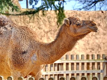 dromedary on farm - image #329035 gratis